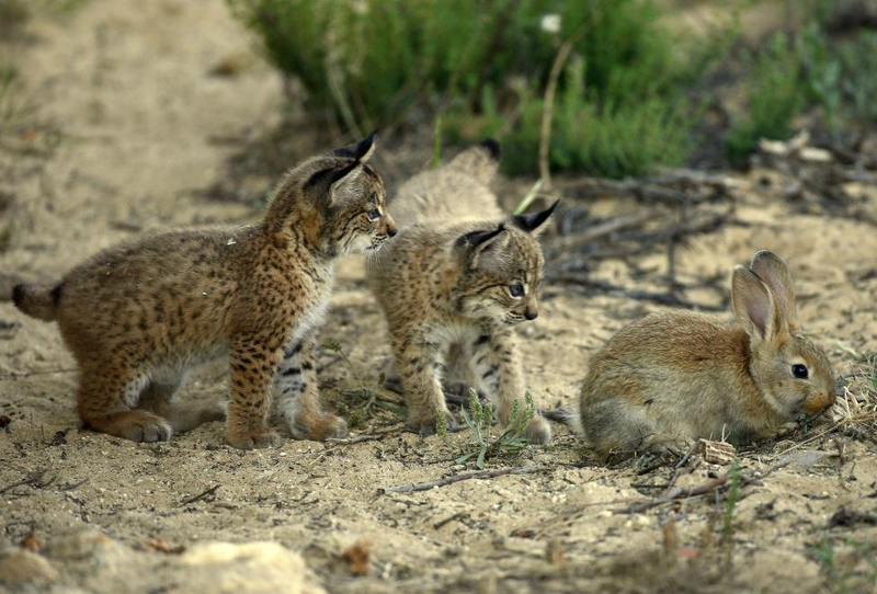 Illustration for article titled Caturday - Lynx pardinus Edition